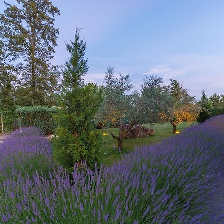 Villa Kate Istria Zminj Экстерьер фото